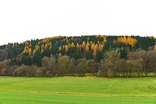 colorful coniferous forest in autumn