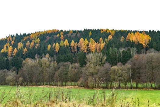 colorful coniferous forest in autumn