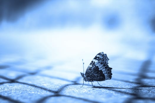 Close up of a butterfly on blue blurry background.