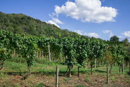 Italian cultivation of wine. Rural landscape. Industry and tradition.