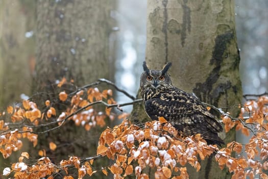 Brown owl is sitting on autumn colored tree branch looking at the camera. It is snowing.