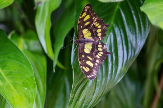 Malachite Butterfly (Metamorpha stelenes) with open wings on green nature.