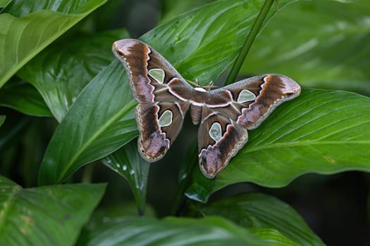 Colorful Giant Atlas Moth (Attacus atlas) with open wings on a green leaf of a plant. Horizontally.