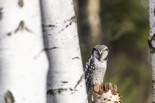 Portrait of young northern hawk owl (Surnia ulula) in birch forest.