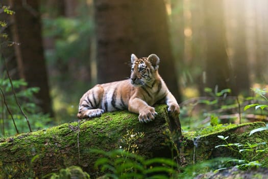 Bengal tiger is lying on the tree trunk in the forest