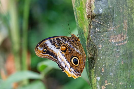 Owl Butterfly (Caligo memnon) on tree showing false eyesposts. Horizontally.