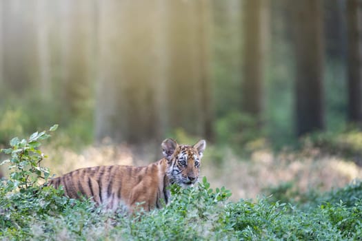 Bengal tiger is standing in the forest. Horizontally.