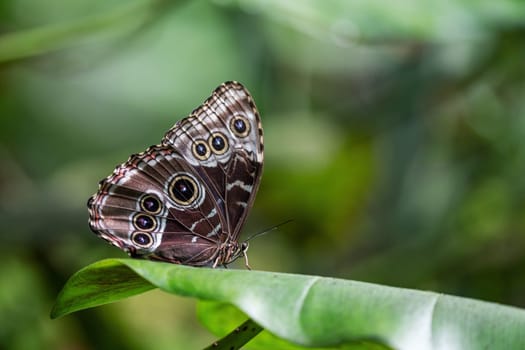 View of underside of the Peleides blue morpho tropical butterfly.