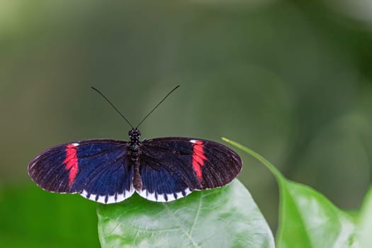 View of Red postman (Heliconius erato) butterfly with open wings.