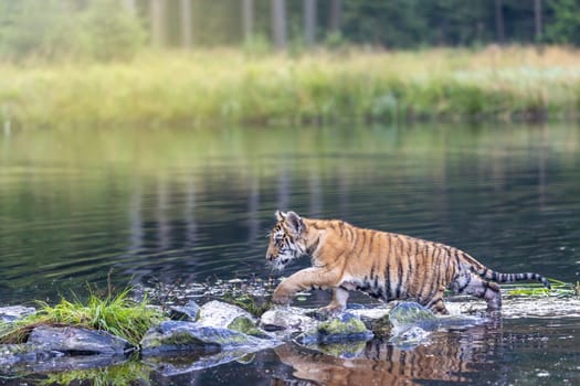 Bengal tiger cub is walking on the rocks in the lake looking ahead. Horizontally.
