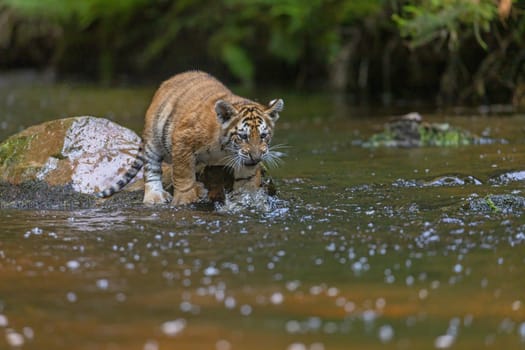 Bengal tiger cub is standing on the stone in the river looking ahead