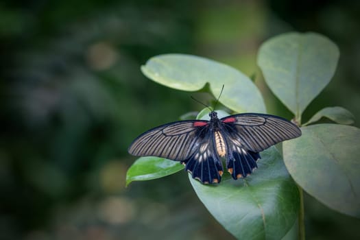 Southeast Asian Great Mormon butterfly (Papilio memnon) with open wings on green plant.