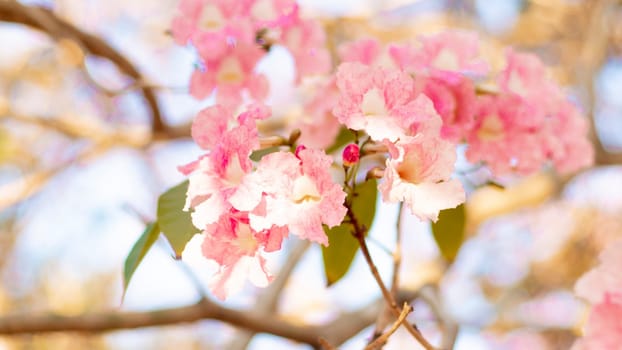selective focus of pink flowers in bloom. Best spring Background