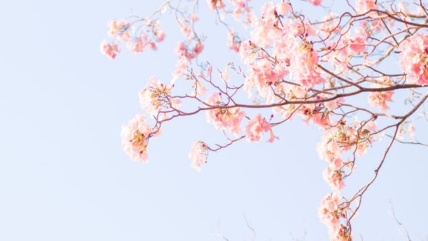 selective focus of pink flowers in bloom. Best spring Background