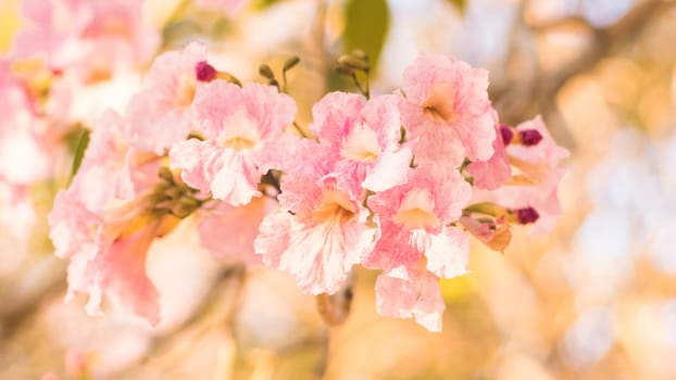 selective focus of pink flowers in bloom. Best spring Background