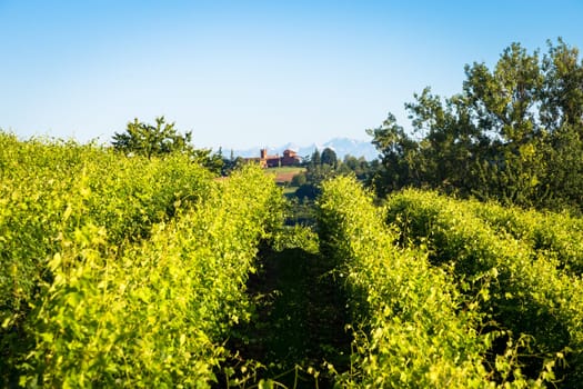 Piedmont hills in Italy, Monferrato area. Scenic countryside during summer season with vineyard field. Wonderful blue sky in background.