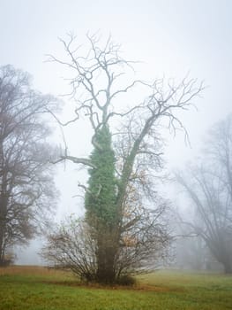 Bare tree in the fog in November