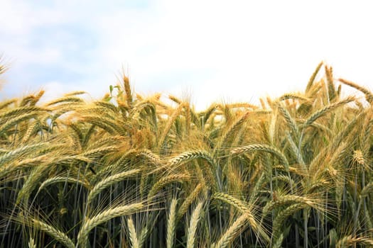 Barley field in the summer before harvest