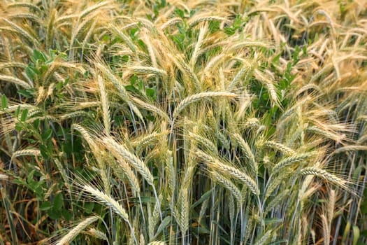 Barley field in the summer before harvest