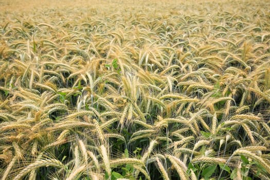 Barley field in the summer before harvest