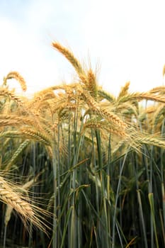 Barley field in the summer before harvest