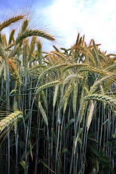 Barley field in the summer before harvest