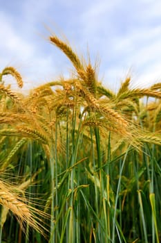 Barley field in the summer before harvest