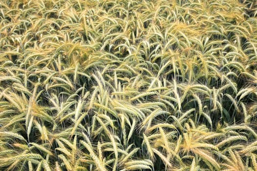 Barley field in the summer before harvest