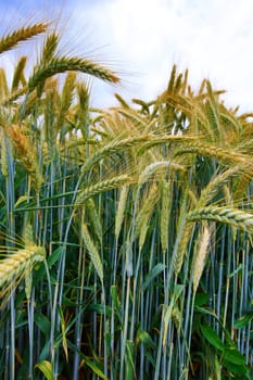 Barley field in the summer before harvest