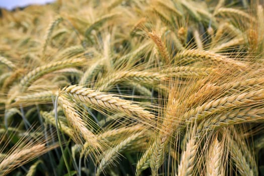 Barley field in the summer before harvest