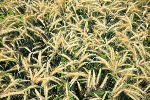 Barley field in the summer before harvest