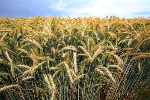 Barley field in the summer before harvest