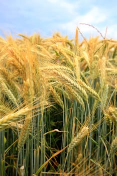 Barley field in the summer before harvest