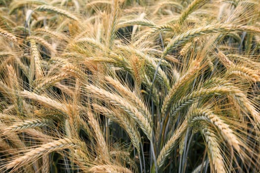 Barley field in the summer before harvest