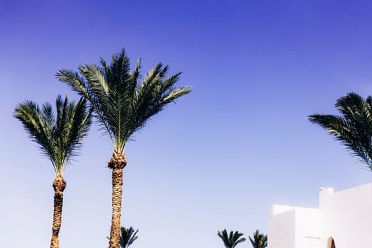 Bottom view of palm trees, resort hotel white buildings and blue clear sky. Hotel business concept. Summer or winter vacation trip. Family relaxation time. High quality photo