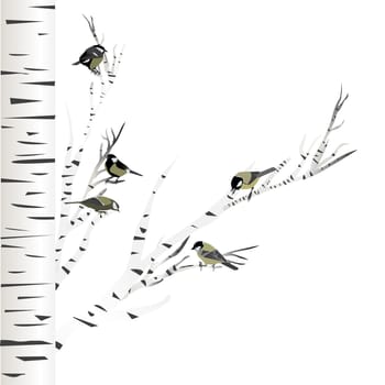 Hand drawn Great Tit birds sitting on a birch tree