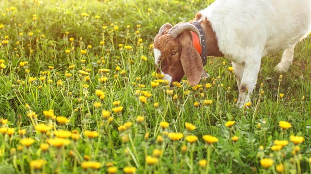 Anglo Nubian Goat grazing, eating grass on sun lit meadow full of dandelions