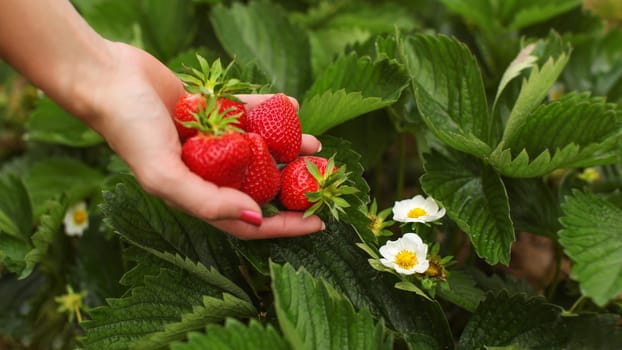 Strawberries flowers and leaves in the field, with blurred woman hand full of freshly picked strawberry.