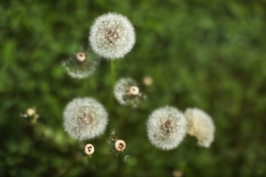 Shallow depth of field (only one flower ball in focus) white fluffy dandelions, with blurred green meadow in back. Abstract spring / early summer background.