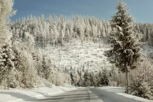Morning on winter forest road, trees covered with white frozen snow glittering in sunlight.