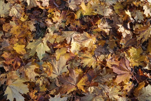 fallen yellow maple leaves autumn background