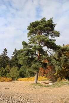 autumn landscape pine tree on the sandy shore