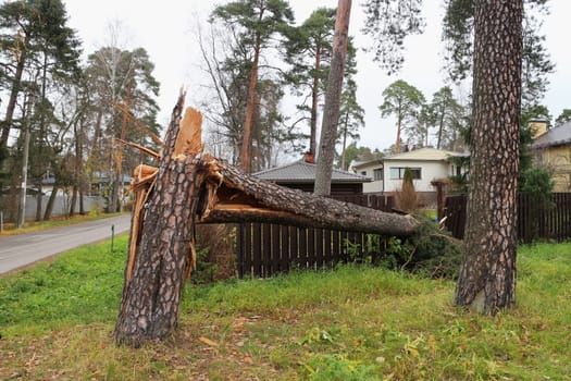 St. Petersburg  Russia October 26, 2021 huge pine tree is broken like a match by the storm wind, broke the fence of the house