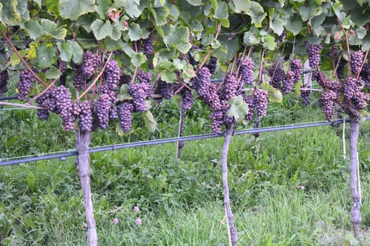 In Germany,Austria and France this wine variety is called Pinot Gris and in Australia,Luxembourg and Italy as Pinot grigio,in Valais as Malvoi.