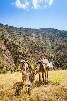 Two pack mules are grazing near a trail in Shirkent National Park in Tajikistan