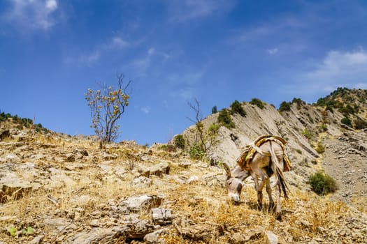 Mule in grazing near a trail in Shirkent National Park in Tajikistan
