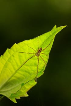Close up macro shot of forest spider on leaf
