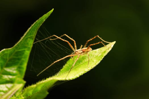 Close up macro shot of forest spider on leaf