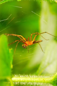 Close up macro shot of forest spider on leaf