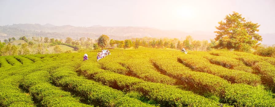 Worker women harvesting tea leaves on farmland of tea plantation